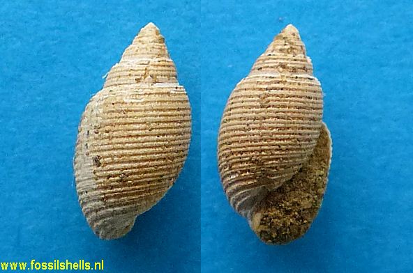 Acteon species