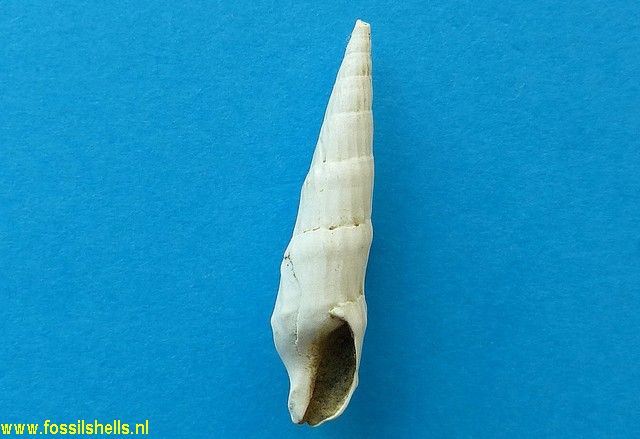 Zeacuminia orycta