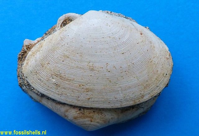Tellina species