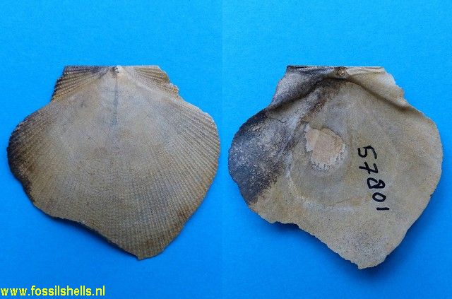 Serripecten hutchinsoni