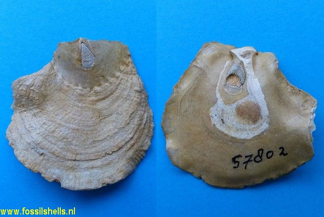 Anomia species