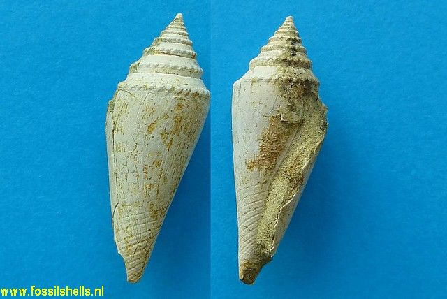 Conolithes wollastoni