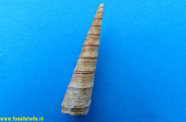 Zeacolpus species