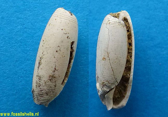 Cylichnina bartrumi