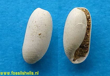 Cylichnina species