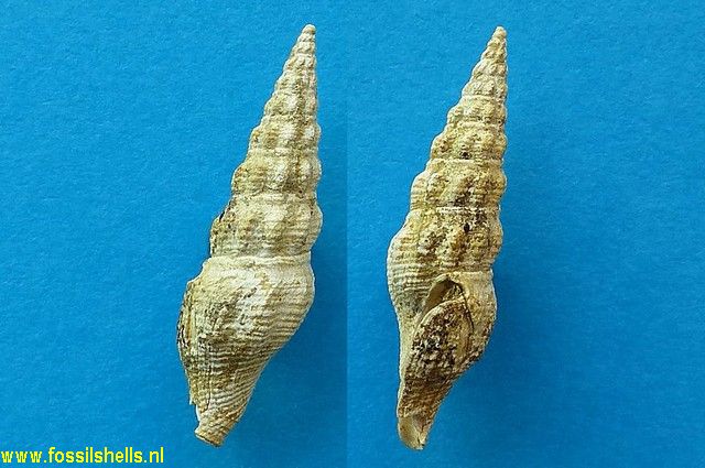 Crassispira species
