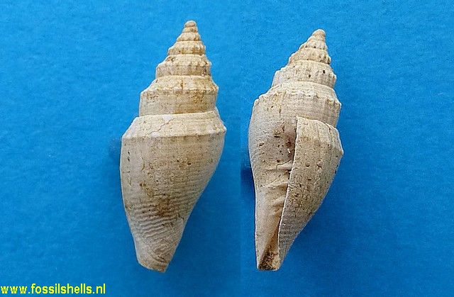 Mitra species