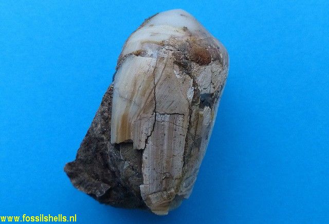 Amalda robusta
