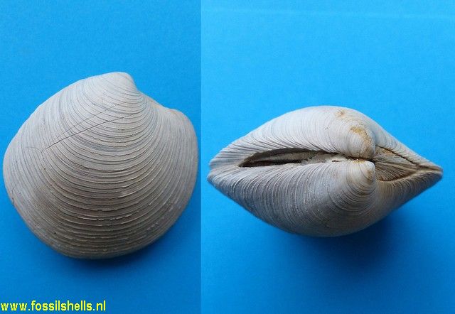 Dosinia sodalis