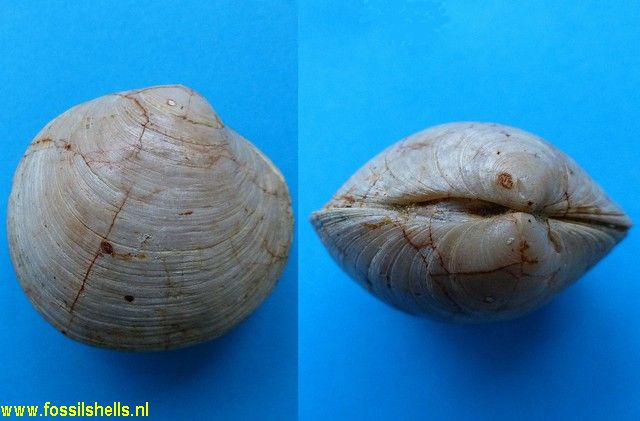 Felaniella species