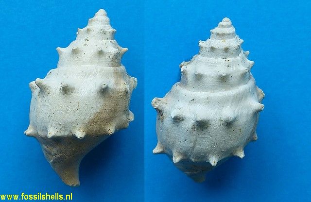 Struthiolaria species