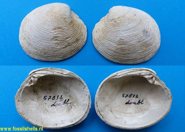 Marama hurupiensis