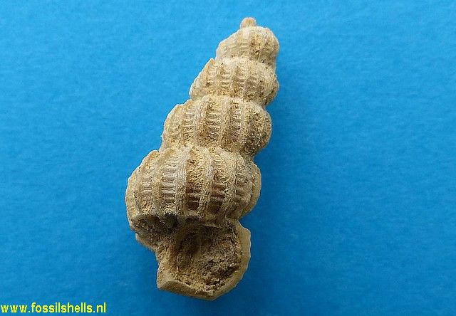 Cirsotrema species
