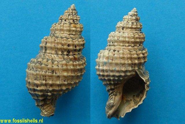 Austrofusus coerulescens