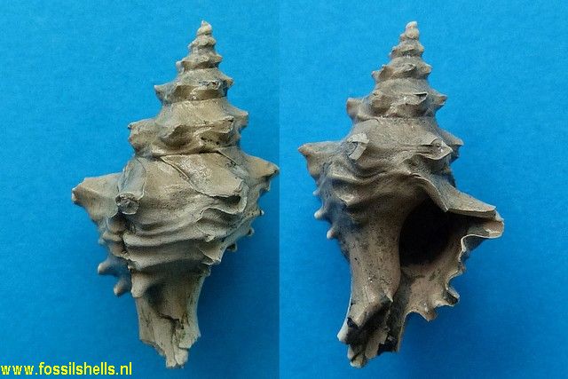 Poirieria species