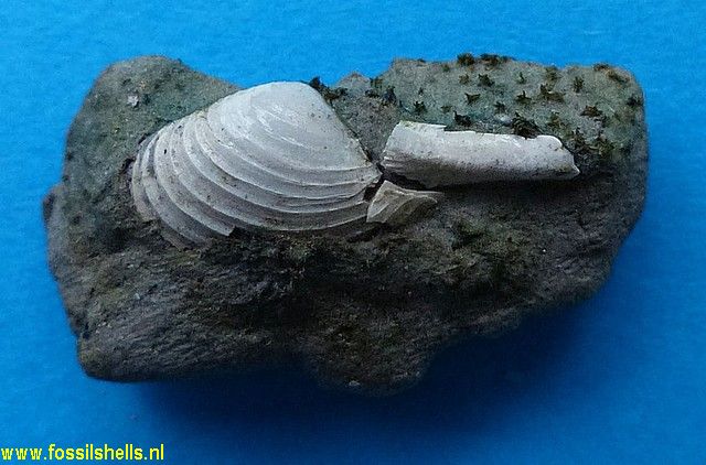 Cuspidaria species