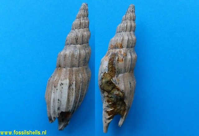Alcithoe species