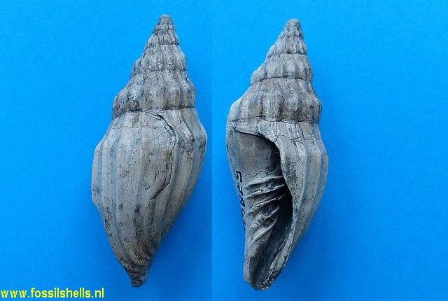 Alcithoe ahaweraensis