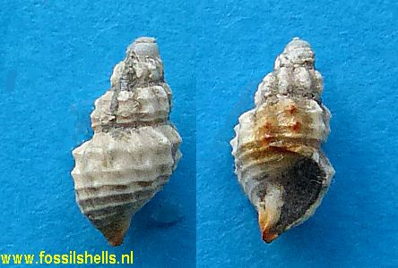 Nassarius species