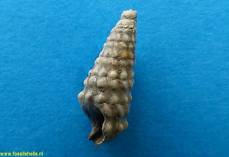 Cerithium species