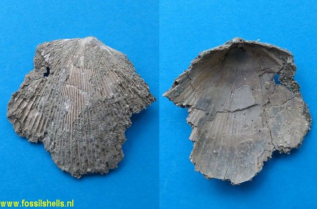 Pinctada ? species