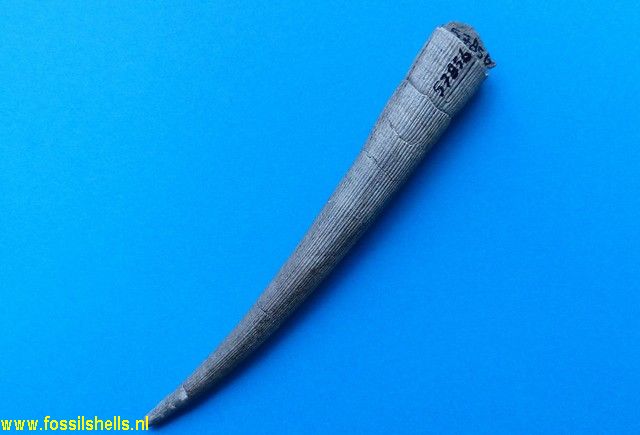 Dentalium centenniale