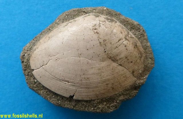 Tellina species