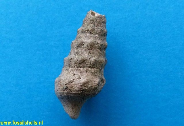 Cerithium species