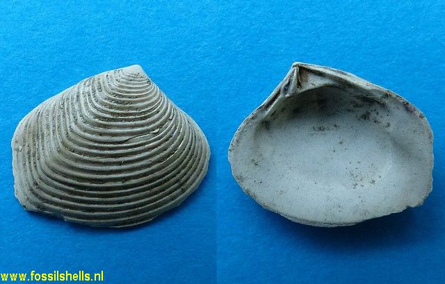 Crassatella species