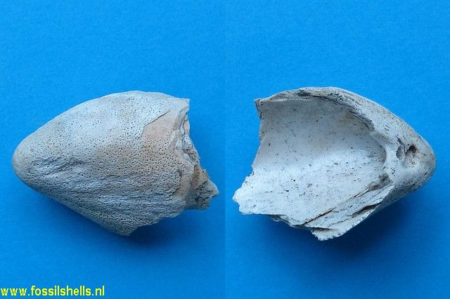 Modiolus altijugatus