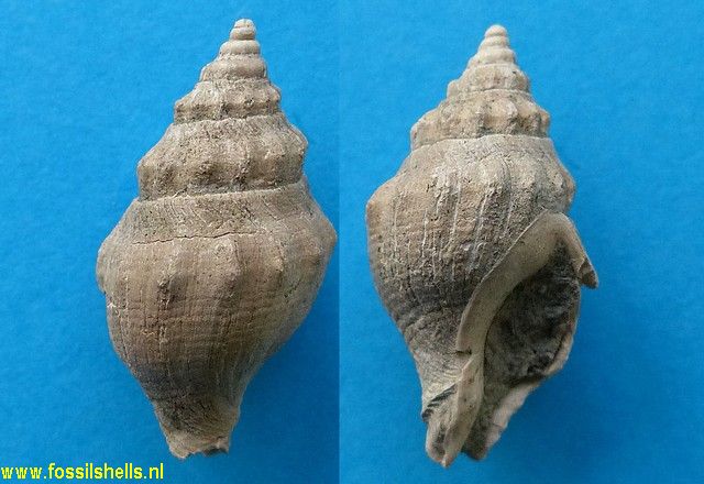 Cominella species