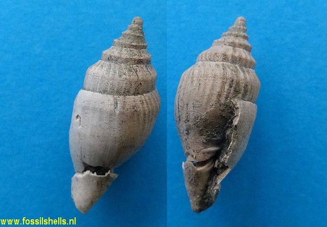 Mitra species