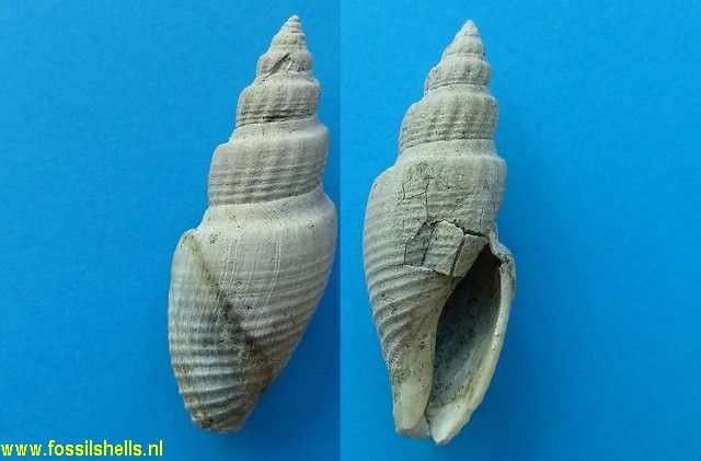 Austrotoma species