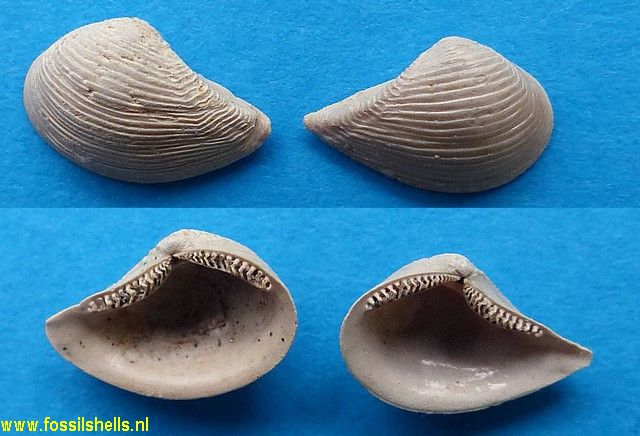 Saccella species