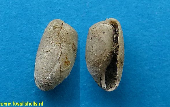 Cylichnina species