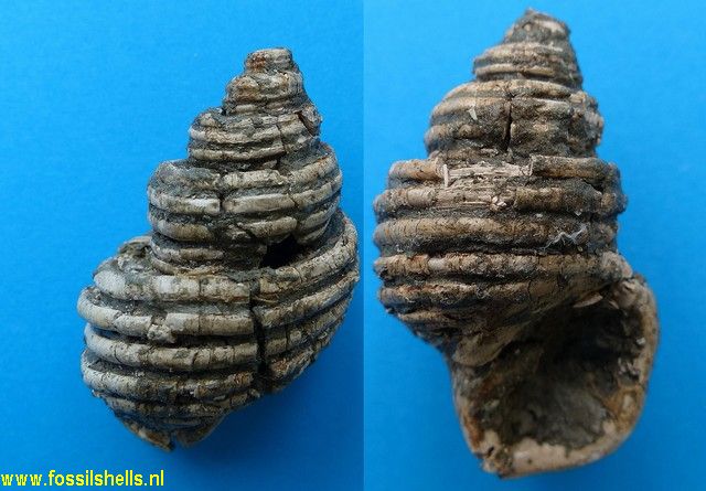 Struthiolaria canaliculata