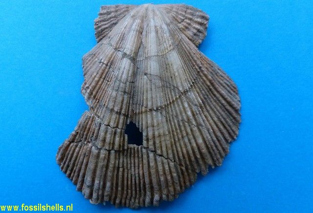 Mesopeplum species