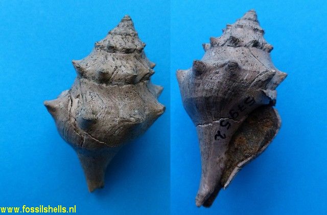 Chicoreus komiticus