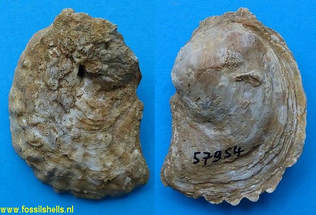 Ostrea species