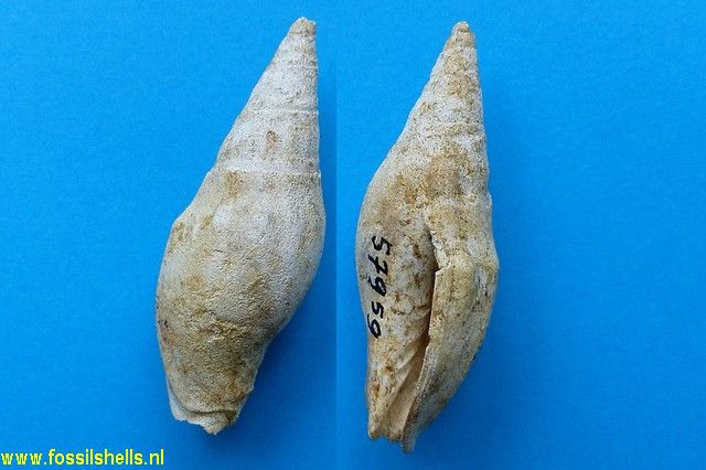 Alcithoe species