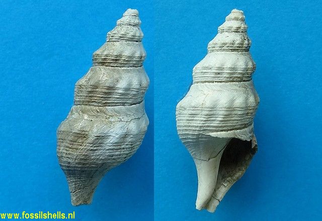 Comitas species