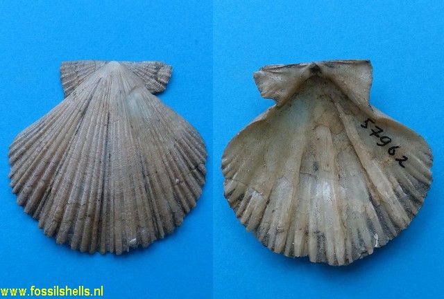 Sectipecten wollastoni