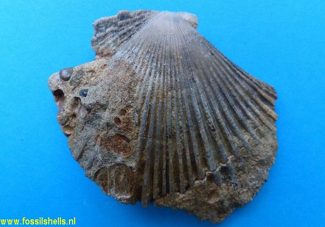 Mesopeplum species