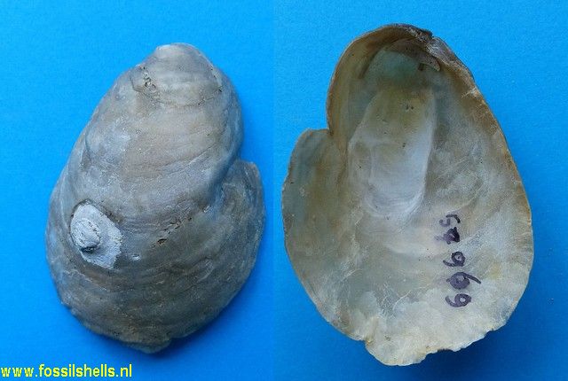 Anomia species