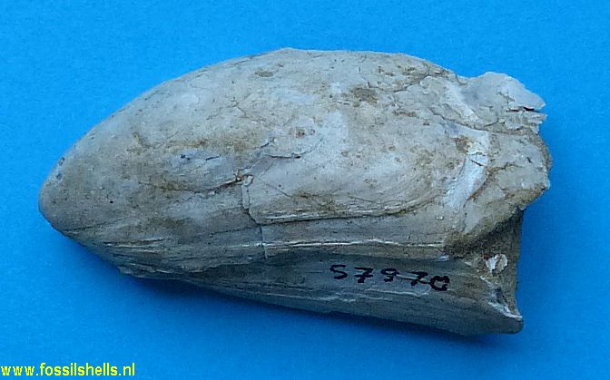 Modiolus species
