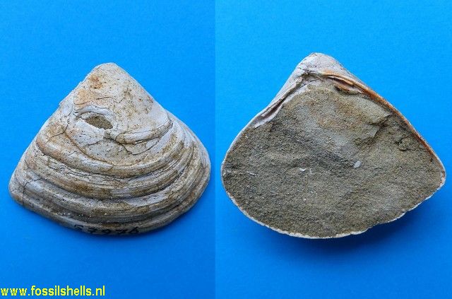 Donax ?? species