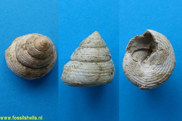Cantharidus species