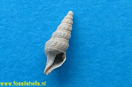 Splendrillia species