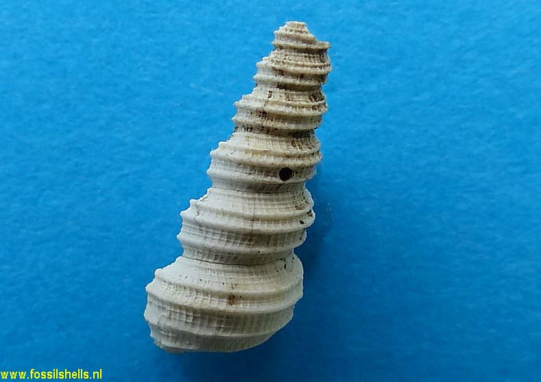 Zeacolpus symmetricus