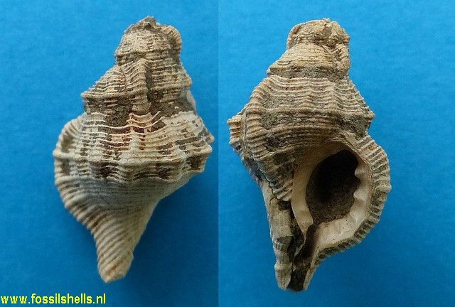 Austrotriton species